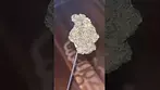Canopy ~ Kush Mints T28 Info in description 