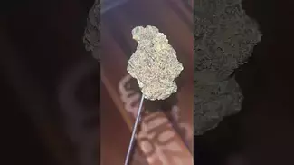 Canopy ~ Kush Mints T28 Info in description 