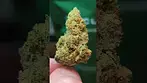 Pink Kush 33%THC.... Medical Prescription cannabis
