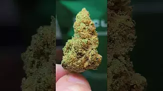 Pink Kush 33%THC.... Medical Prescription cannabis