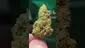 Video Thumbnail: THC Bunny