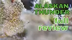 ALASKAN THUNDER | Sundial, 4C Labs & Xeal Pharma | FULL REVIEW