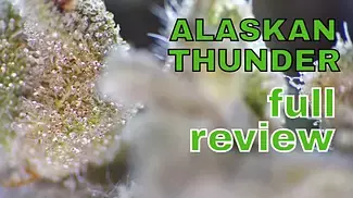 ALASKAN THUNDER | Sundial, 4C Labs & Xeal Pharma | FULL REVIEW