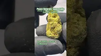 Peace Naturals: Space Cake (A closer look & Terp breakdown)