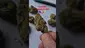 Video Thumbnail: ScottiDunCanna