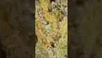 High Greens Atomic Slurricane Under The Scope
