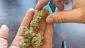 Video Thumbnail: CannaChris