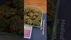Curaleaf gg4