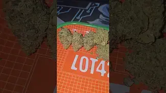 Green Karat JMO Zkittlez UK Medical Flower First impressions