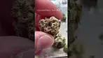 Upstate Ghost Train Haze T27 Review #ukmedicalcannabis #medicalcannabis