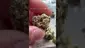Video Thumbnail: LoudConnoisseur