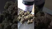 Smoking Through the Jungle Ready for the Rumble Video Thumbnail