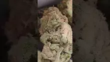 PrescribedBouquet Video Thumbnail
