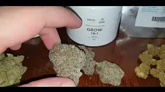 Grow Pharma Gelato The UK's best medical cannabis that's Currently!!! available
