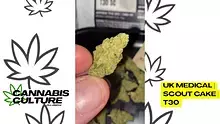 Cannabis Culture  Video Thumbnail