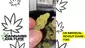 Video Thumbnail: Cannabis Culture 