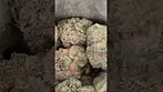 PHANT PINK D1 SMALLS (UK PRESCRIPTION MEDICATION)