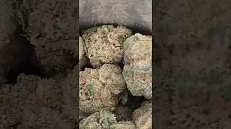 PHANT PINK D1 SMALLS (UK PRESCRIPTION MEDICATION)