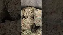PrescribedBouquet Video Thumbnail