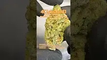 Review Budd Video Thumbnail