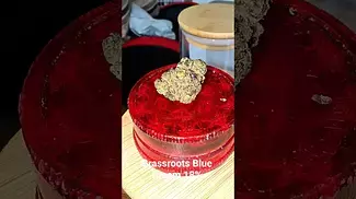 Grassroots Blue Dream 18%. Not strong at all however a very clean and smooth flower. Nostalgia 9/10.