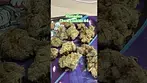 Mamedica Chem Cookies