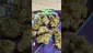 Video Thumbnail: Doc Green Bud