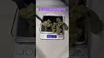 IPS: Rainbow Runtz (Pack opening & Weigh)