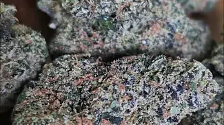 Mutant Tyre Fire - T30 - Non Irradiated (GMO COOKIES X SHERB CRASHER