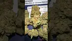 Medicus FC Minis Fire Cookies UK MEDICAL