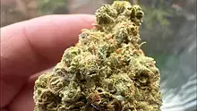 Medical Bud Reviews Video Thumbnail