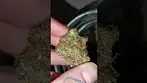 Frosted Cookies by Roxton Air MC #medical #alternaleaf #frosted #cookies #gsc