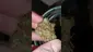Video Thumbnail: WestPacks420