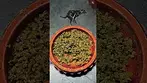 Frozen lemon haze 25%THC from AURORA