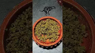 Frozen lemon haze 25%THC from AURORA