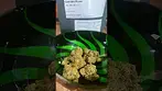 Green Karat - Pave s1 #ukmedicalcannabis