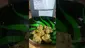 Video Thumbnail: Herb Gaming