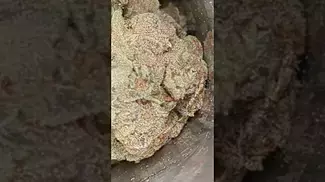 GROW BLACK CHERRY PUNCH ( UK PRESCRIPTION MEDICATION)