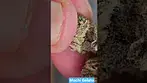 CannFX - Mochi Gelato - Close Up - Resin - 1 week with a 62% Boveda