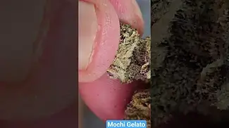 CannFX - Mochi Gelato - Close Up - Resin - 1 week with a 62% Boveda