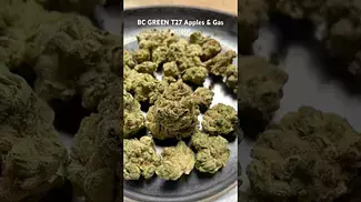 BC GREEN T27 Apples & Gas weight