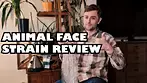 Animal Face - Strain Review #Medicinal Cannabis