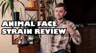 Animal Face - Strain Review #Medicinal Cannabis