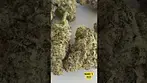 4cLabs MAC  1 T27 2nd batch - Amazing medical - powerful and smooth creaminess with hint of tropics.