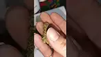 Aurora Pink Diesel 27% THC - UK Medical Cannabis Review