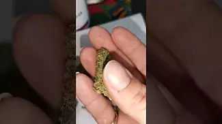 Aurora Pink Diesel 27% THC - UK Medical Cannabis Review