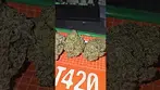 Kootenay Quantum CC T25 Crystal Caviar UK Medical Flower First Impressions