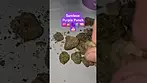 Sundaze - Purple Punch (UK Medical Cannabis Prescription)