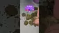 Video Thumbnail: ScottiDunCanna