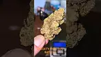 UK MEDICAL FLOWER REVIEW - DALGETY HSAL 30% - 3.7G NUGGET CLOSE UP.